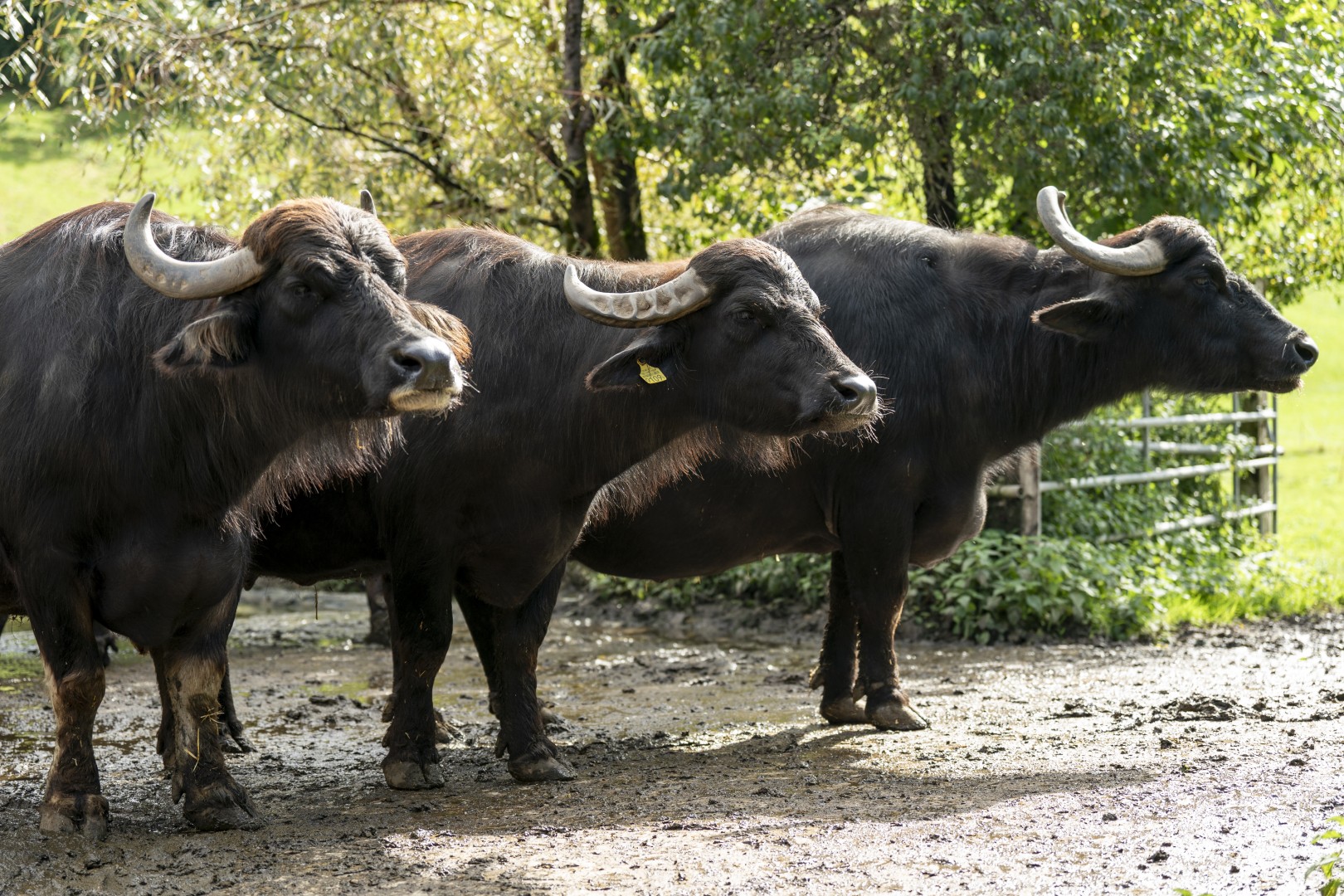 Drei Koenige Entlebuch 0136