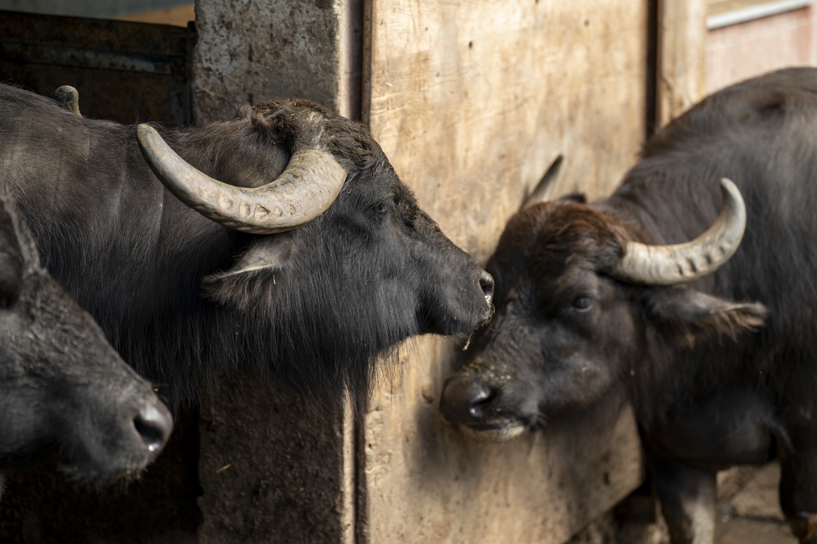 Drei Koenige Entlebuch 0127