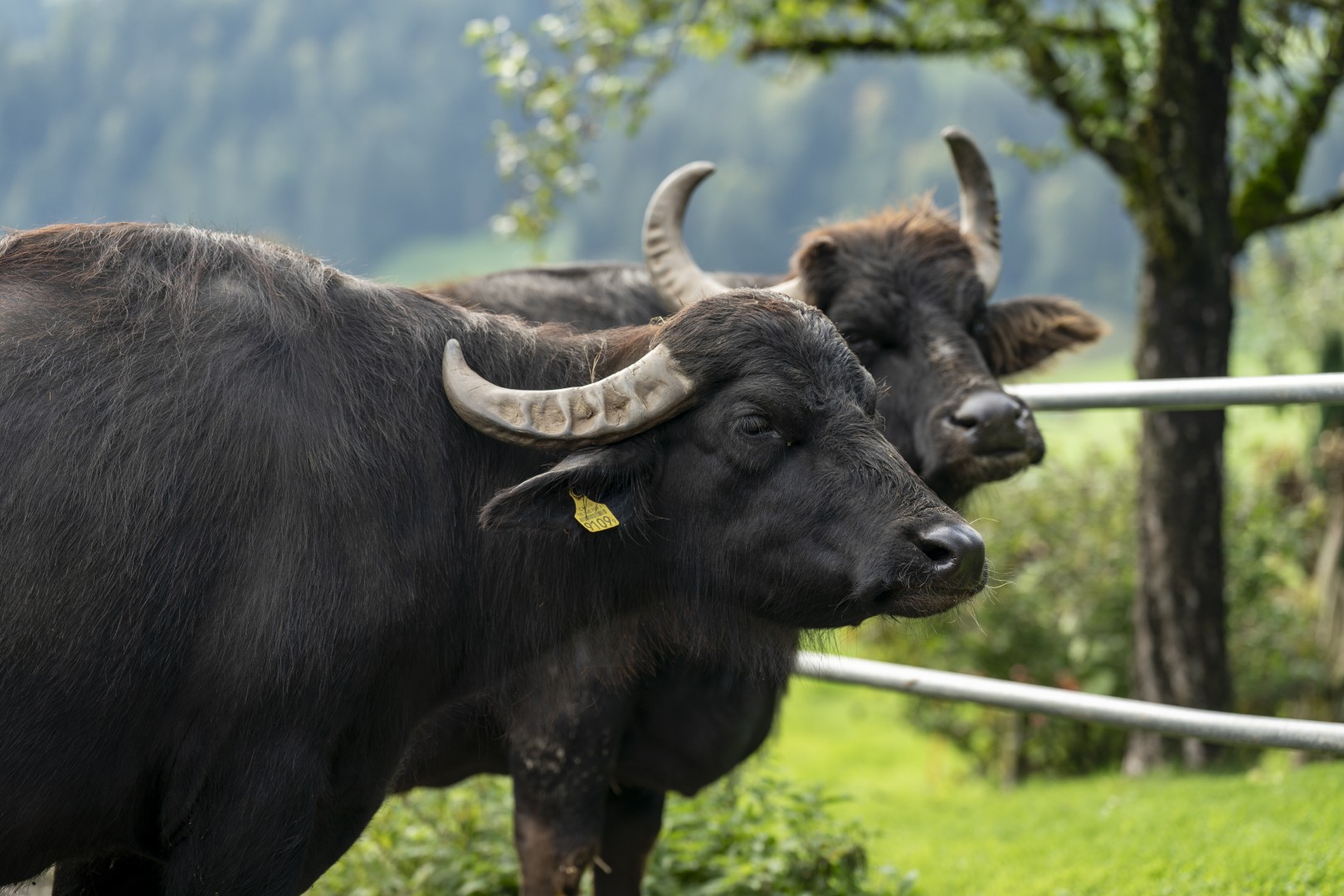 Drei Koenige Entlebuch 0145