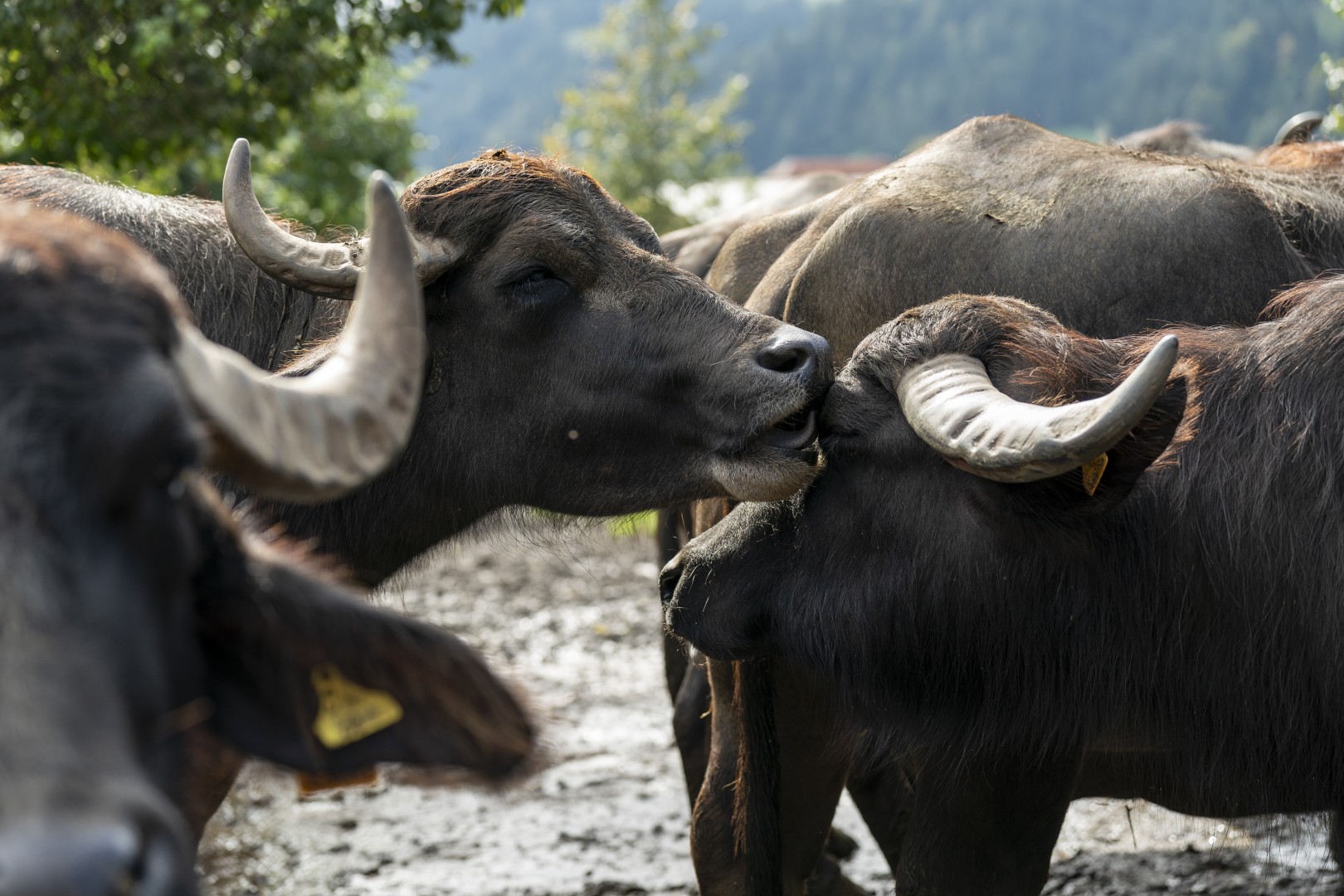 Drei Koenige Entlebuch 0141