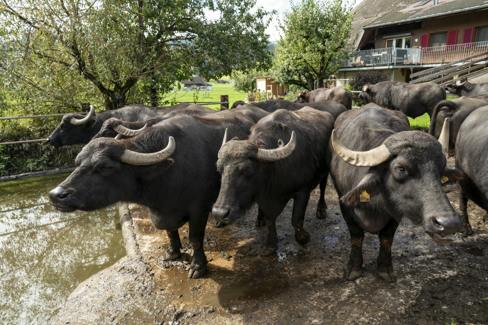 Drei Koenige Entlebuch 0101